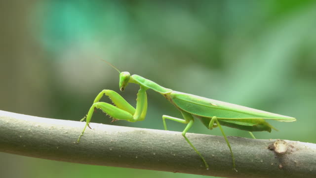 Detail Praying Mantis Sound Clips Nomer 8