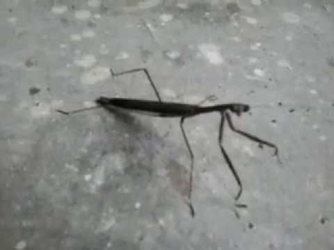 Detail Praying Mantis Sound Clips Nomer 9