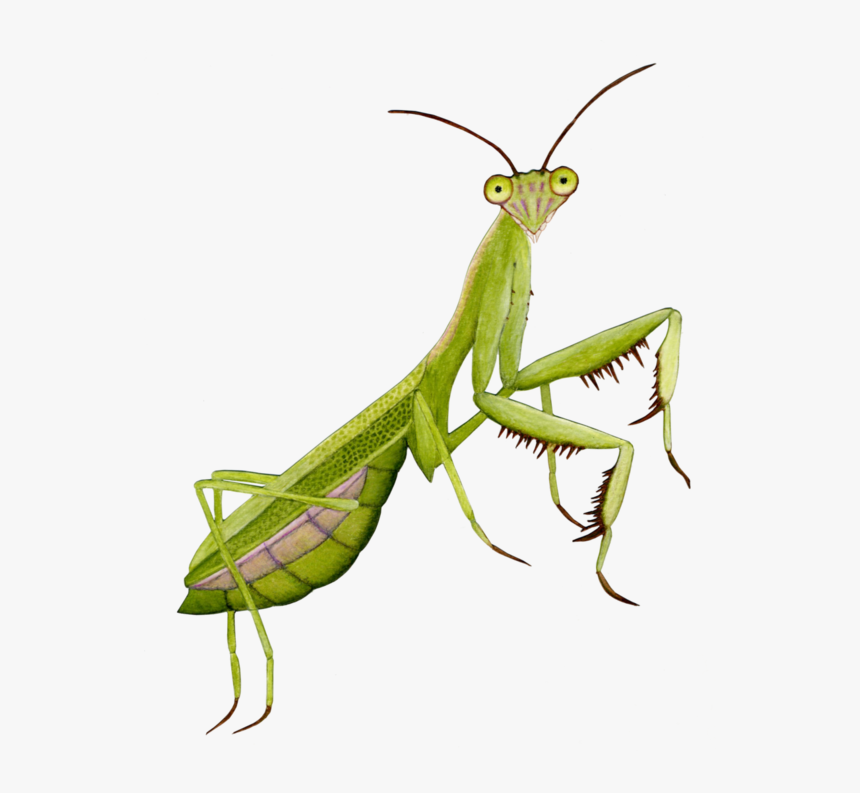 Praying Mantis Transparent - KibrisPDR