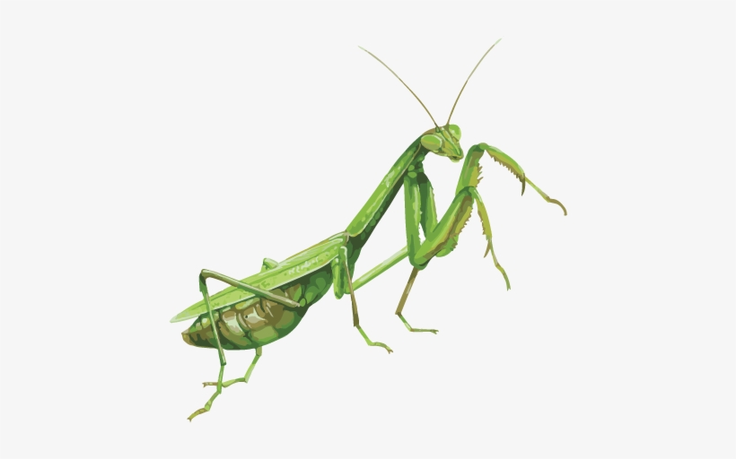 Detail Praying Mantis Transparent Nomer 3