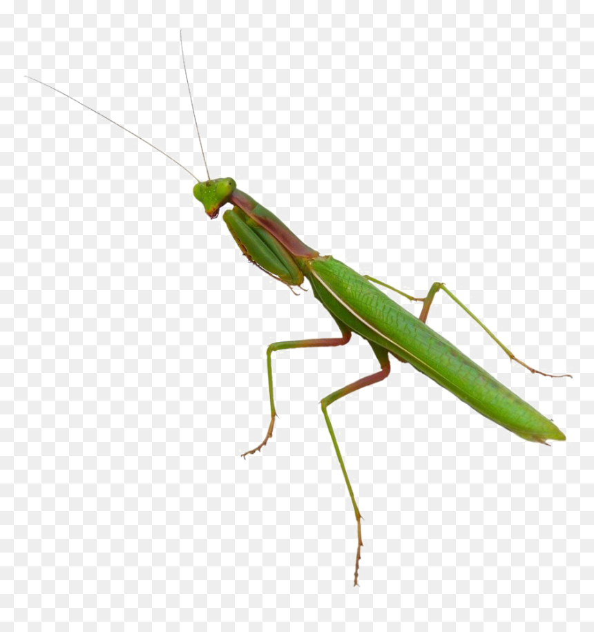 Detail Praying Mantis Transparent Nomer 6