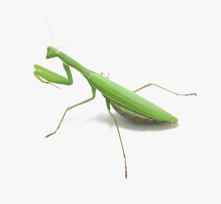 Detail Praying Mantis Transparent Nomer 8