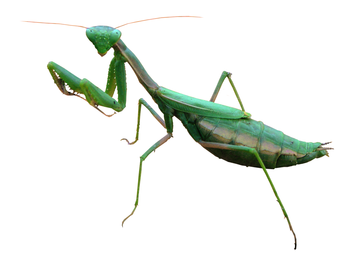Detail Praying Mantis Transparent Nomer 10
