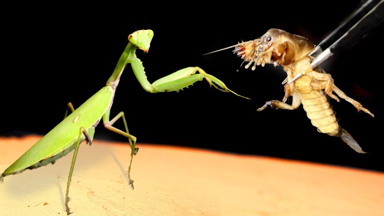 Praying Mantis Vs Cricket - KibrisPDR