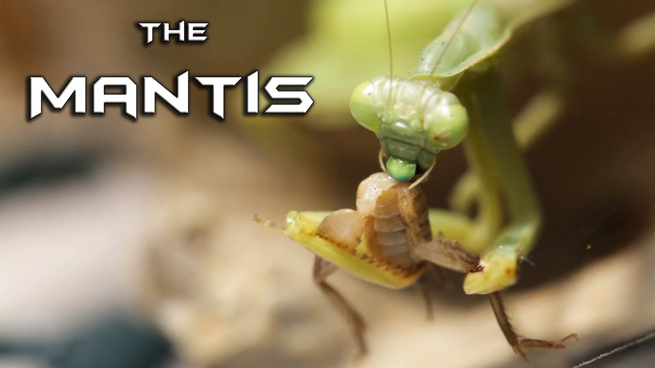 Detail Praying Mantis Vs Cricket Nomer 2