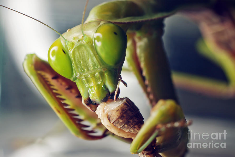 Detail Praying Mantis Vs Cricket Nomer 13
