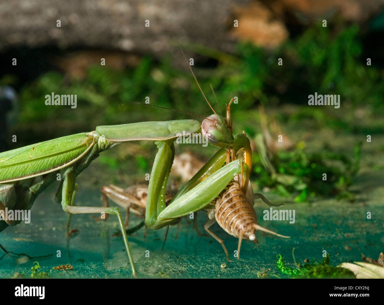 Detail Praying Mantis Vs Cricket Nomer 15