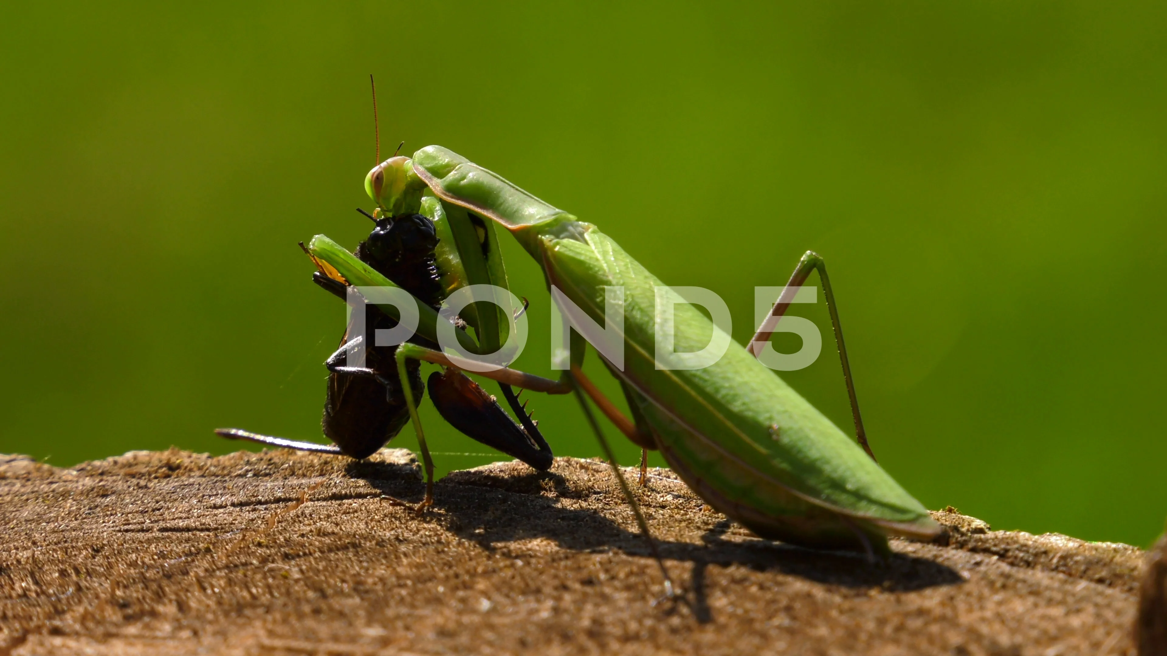 Detail Praying Mantis Vs Cricket Nomer 19