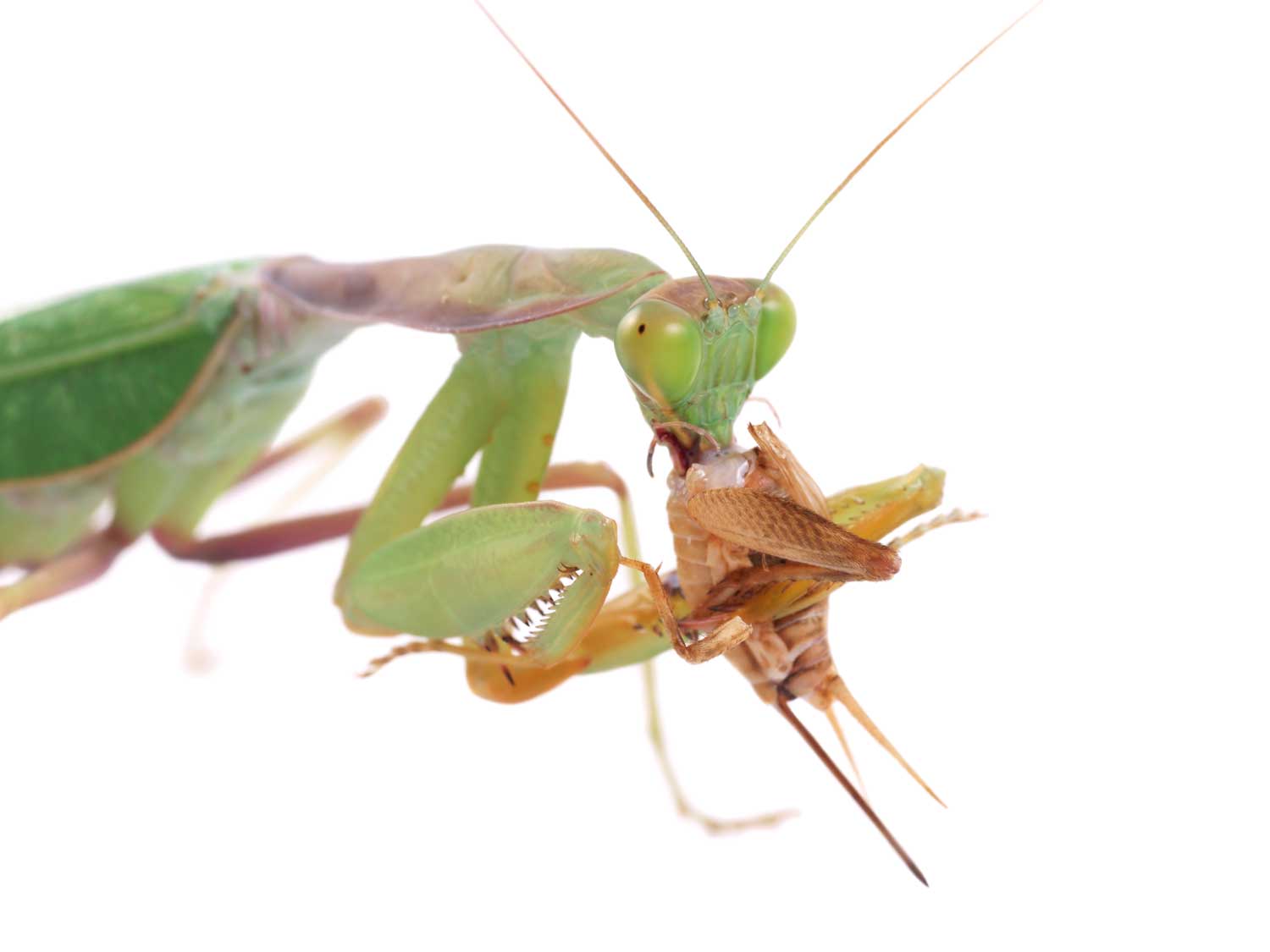 Detail Praying Mantis Vs Cricket Nomer 20