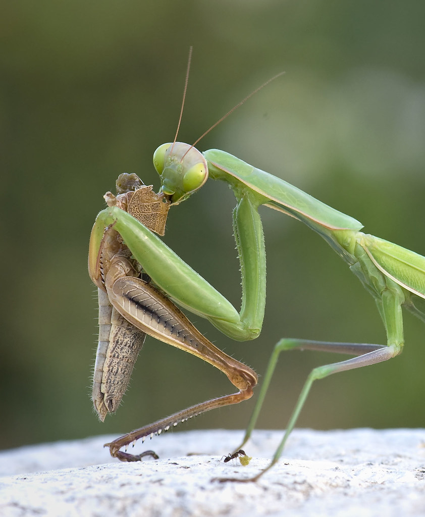 Detail Praying Mantis Vs Cricket Nomer 3
