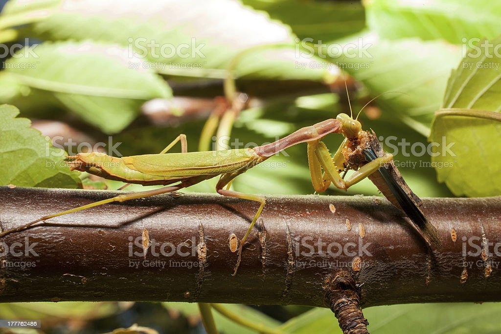 Detail Praying Mantis Vs Cricket Nomer 26