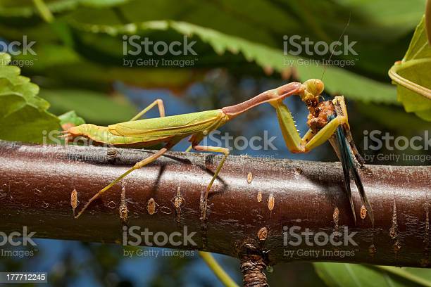 Detail Praying Mantis Vs Cricket Nomer 27