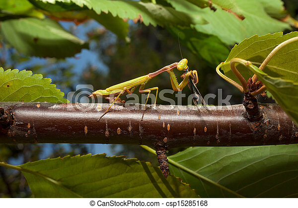 Detail Praying Mantis Vs Cricket Nomer 30