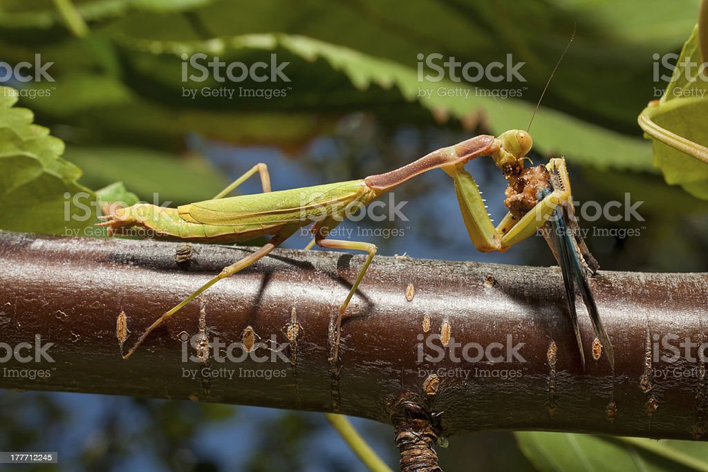 Detail Praying Mantis Vs Cricket Nomer 32