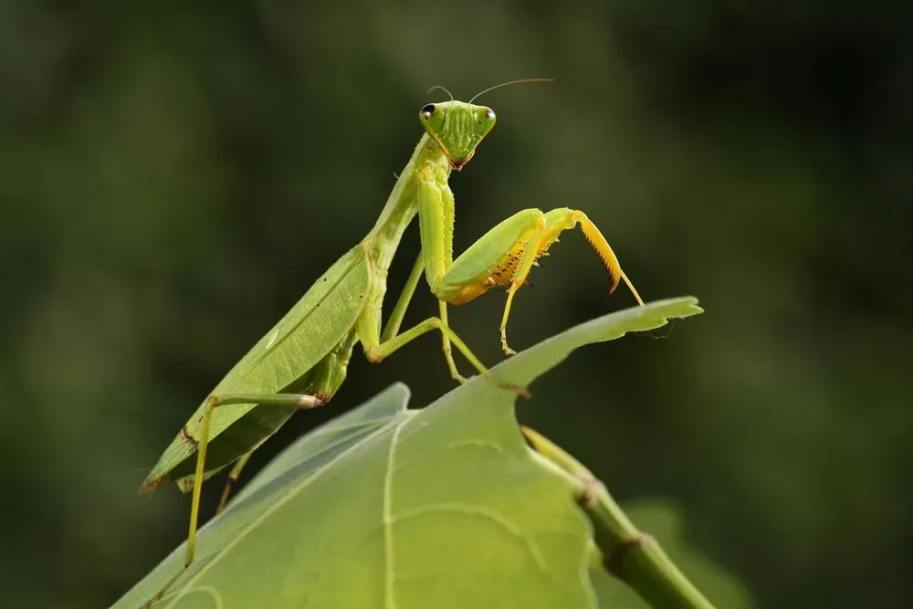 Detail Praying Mantis Vs Cricket Nomer 36