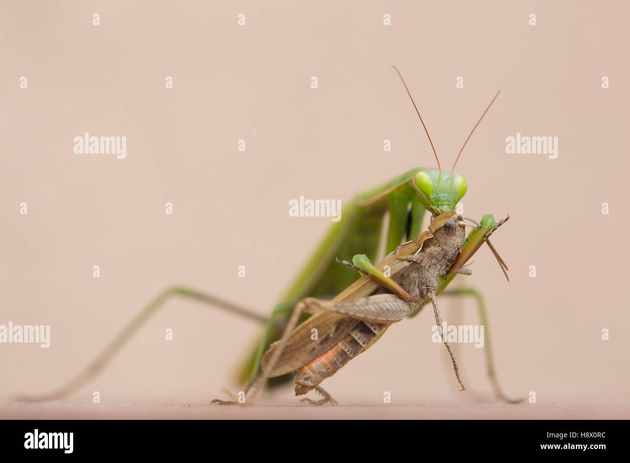 Detail Praying Mantis Vs Cricket Nomer 39