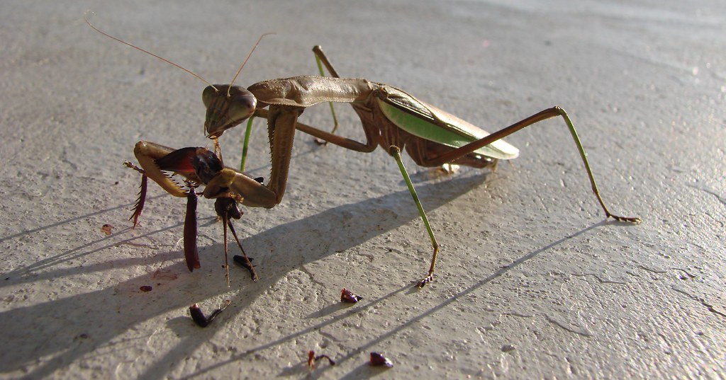 Detail Praying Mantis Vs Cricket Nomer 43