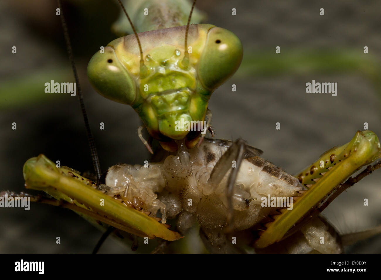 Detail Praying Mantis Vs Cricket Nomer 50
