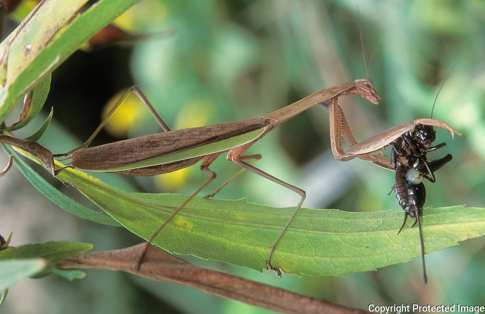 Detail Praying Mantis Vs Cricket Nomer 53