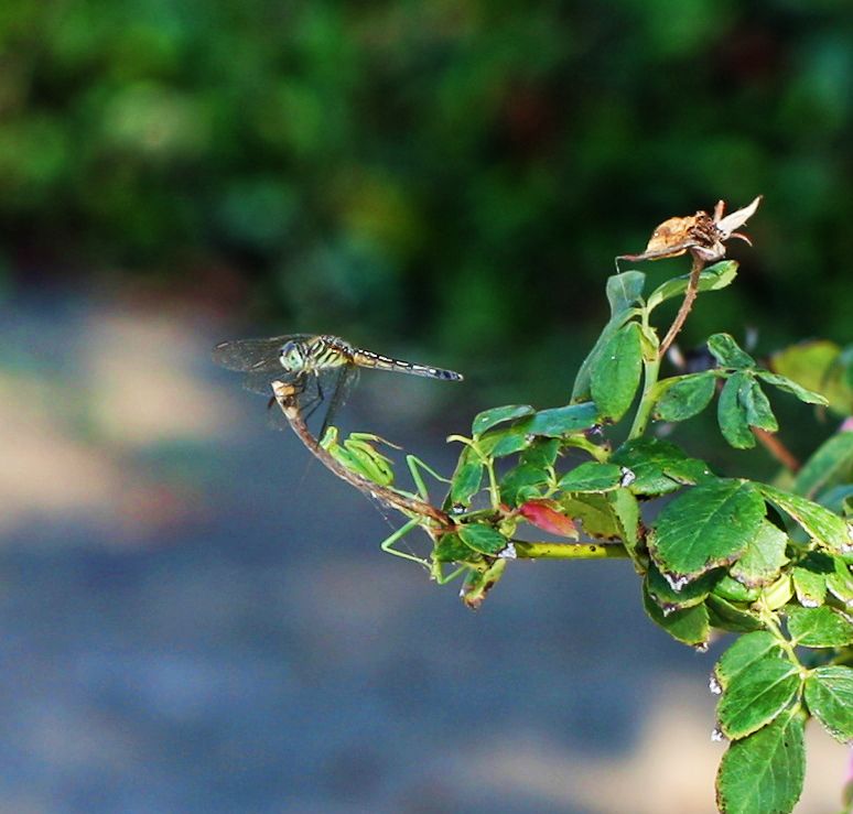 Detail Praying Mantis Vs Dragonfly Nomer 13