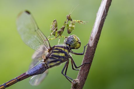 Detail Praying Mantis Vs Dragonfly Nomer 22