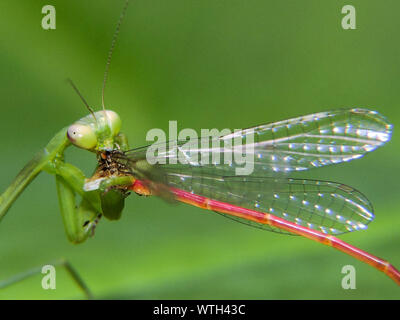 Detail Praying Mantis Vs Dragonfly Nomer 31