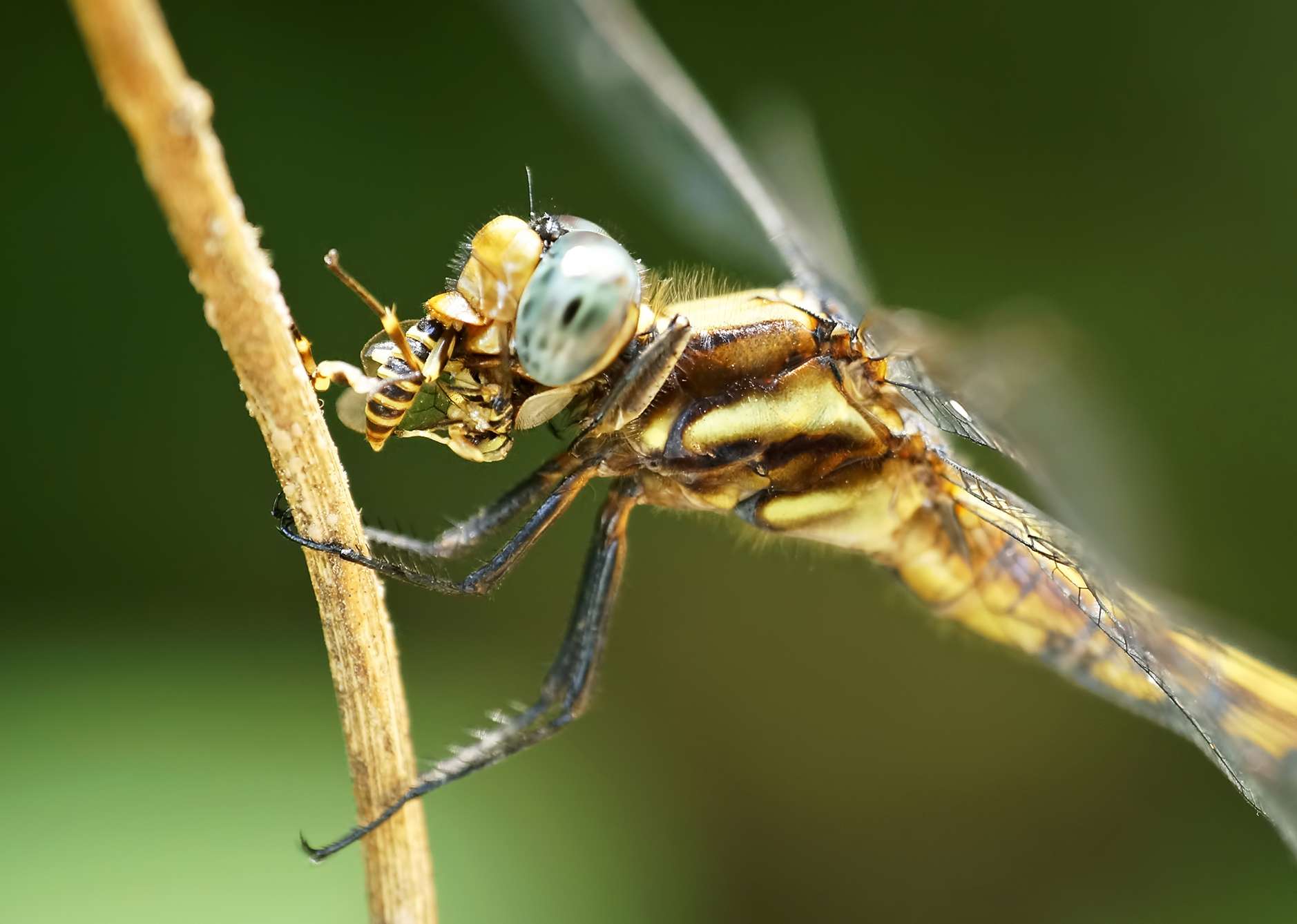 Detail Praying Mantis Vs Dragonfly Nomer 56