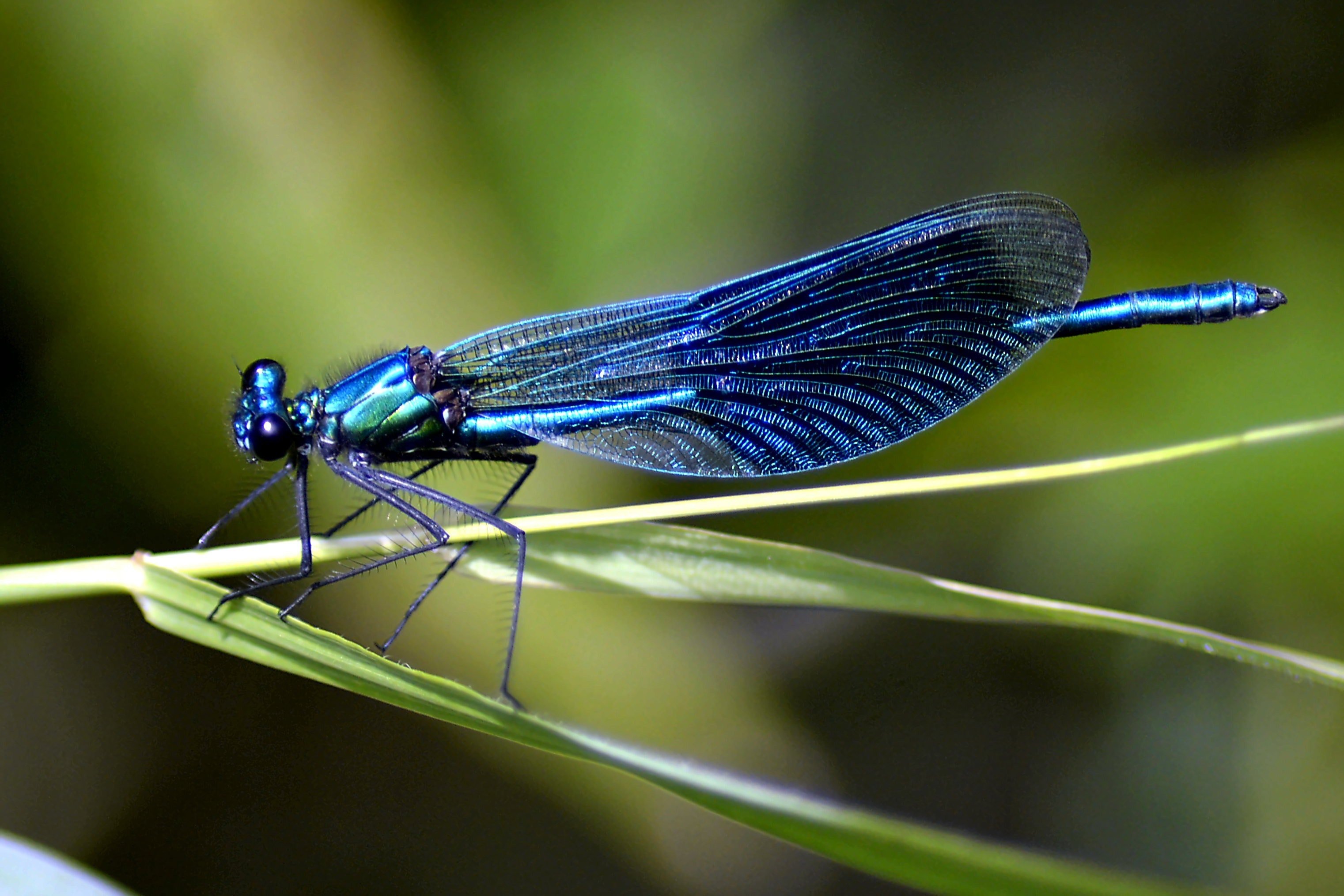 Detail Praying Mantis Vs Dragonfly Nomer 57