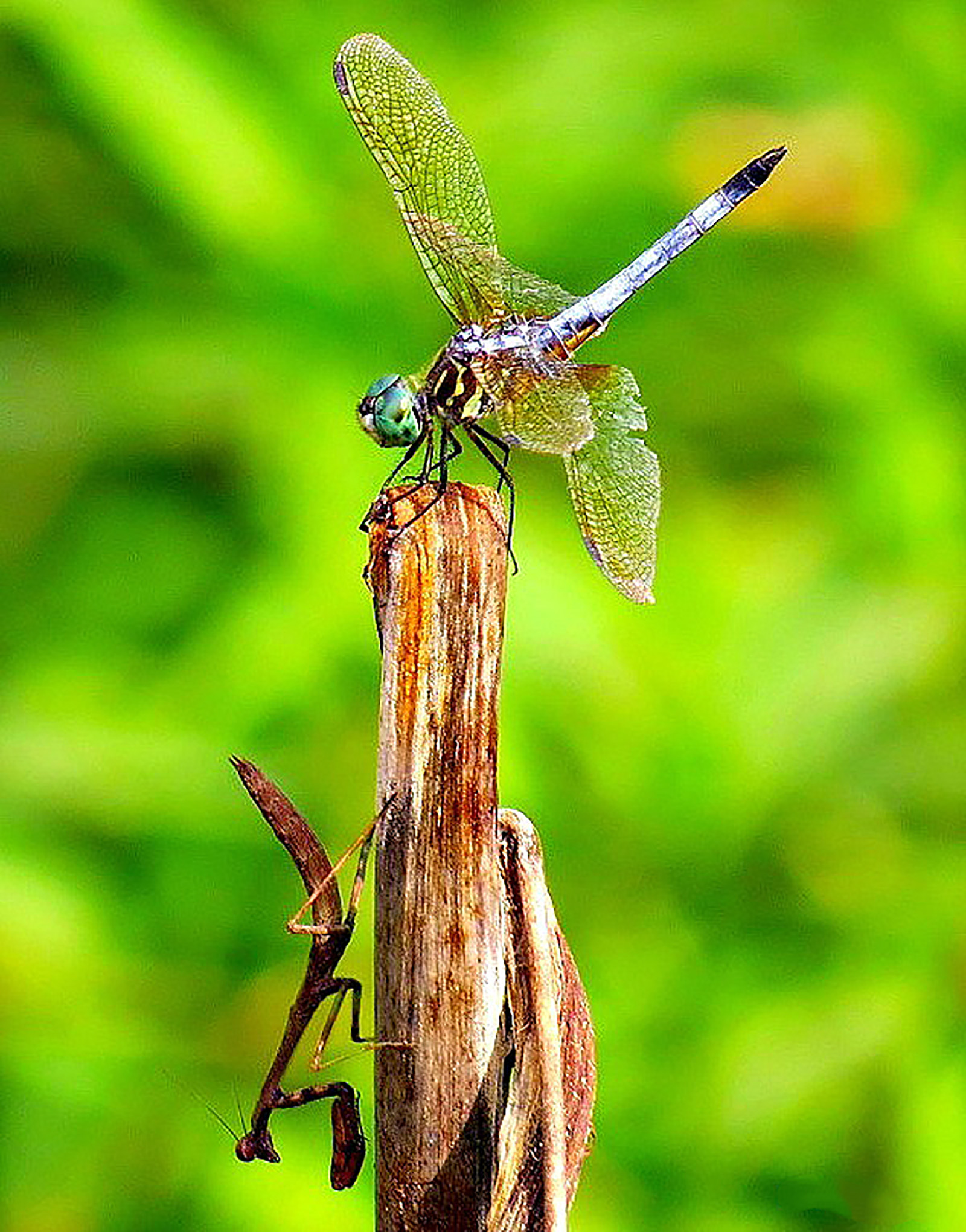 Detail Praying Mantis Vs Dragonfly Nomer 9