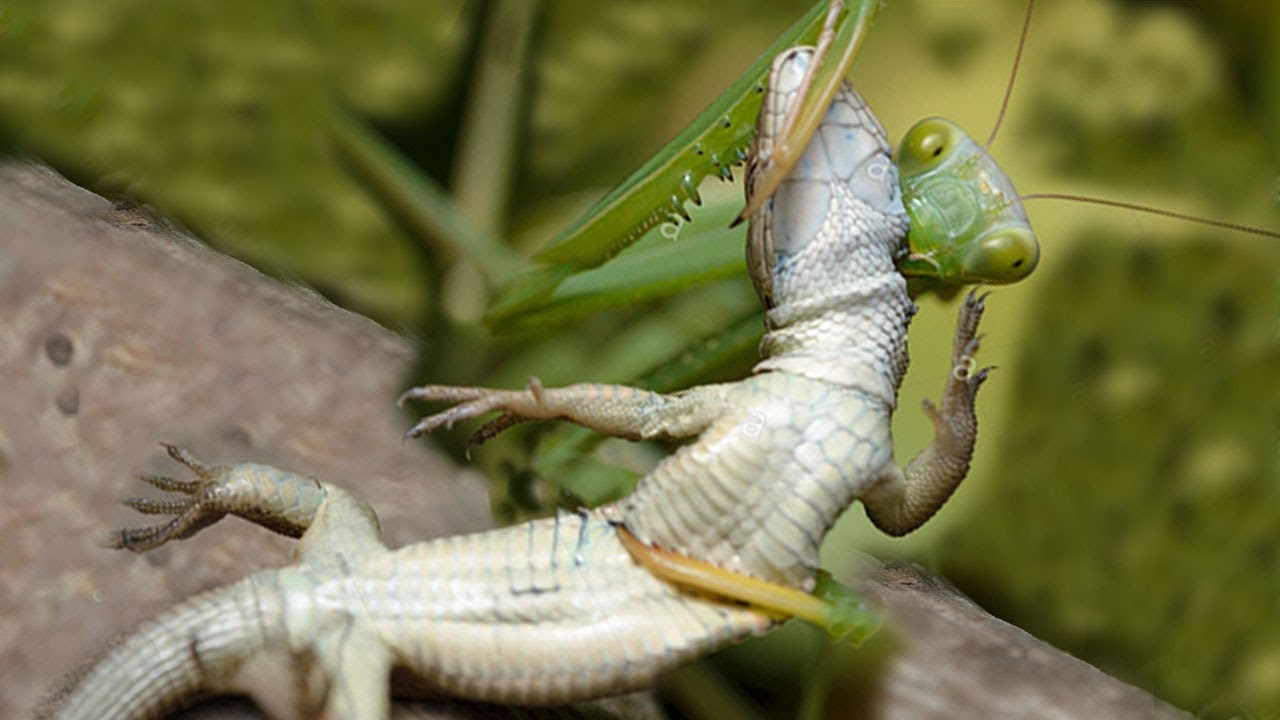 Praying Mantis Vs Lizard - KibrisPDR