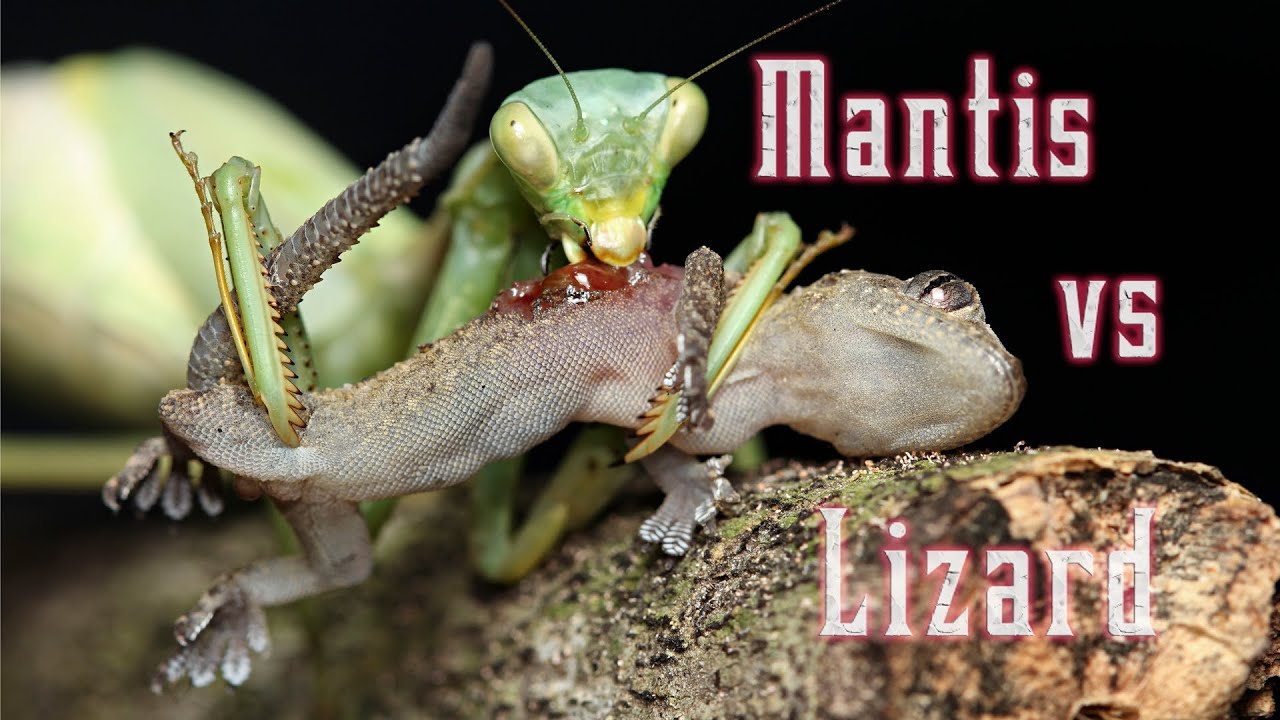 Detail Praying Mantis Vs Lizard Nomer 2