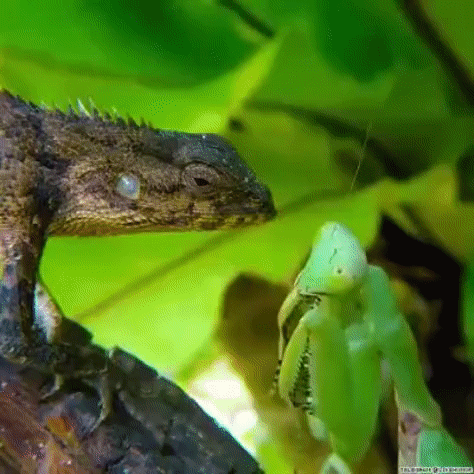 Detail Praying Mantis Vs Lizard Nomer 10
