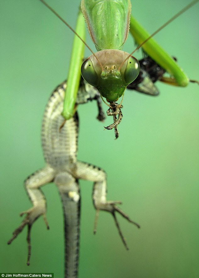Detail Praying Mantis Vs Lizard Nomer 11