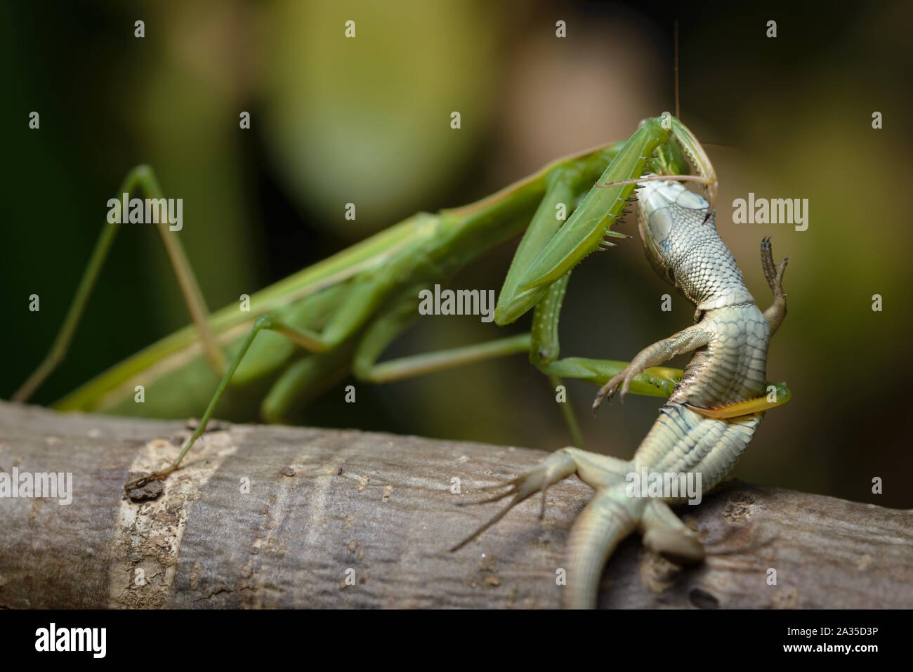 Detail Praying Mantis Vs Lizard Nomer 12