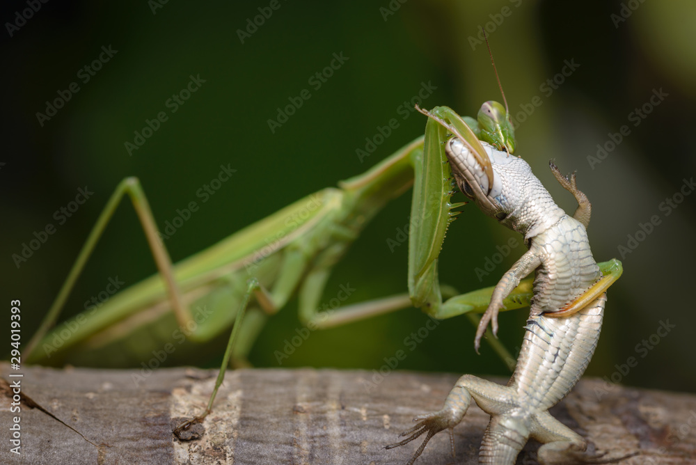 Detail Praying Mantis Vs Lizard Nomer 13