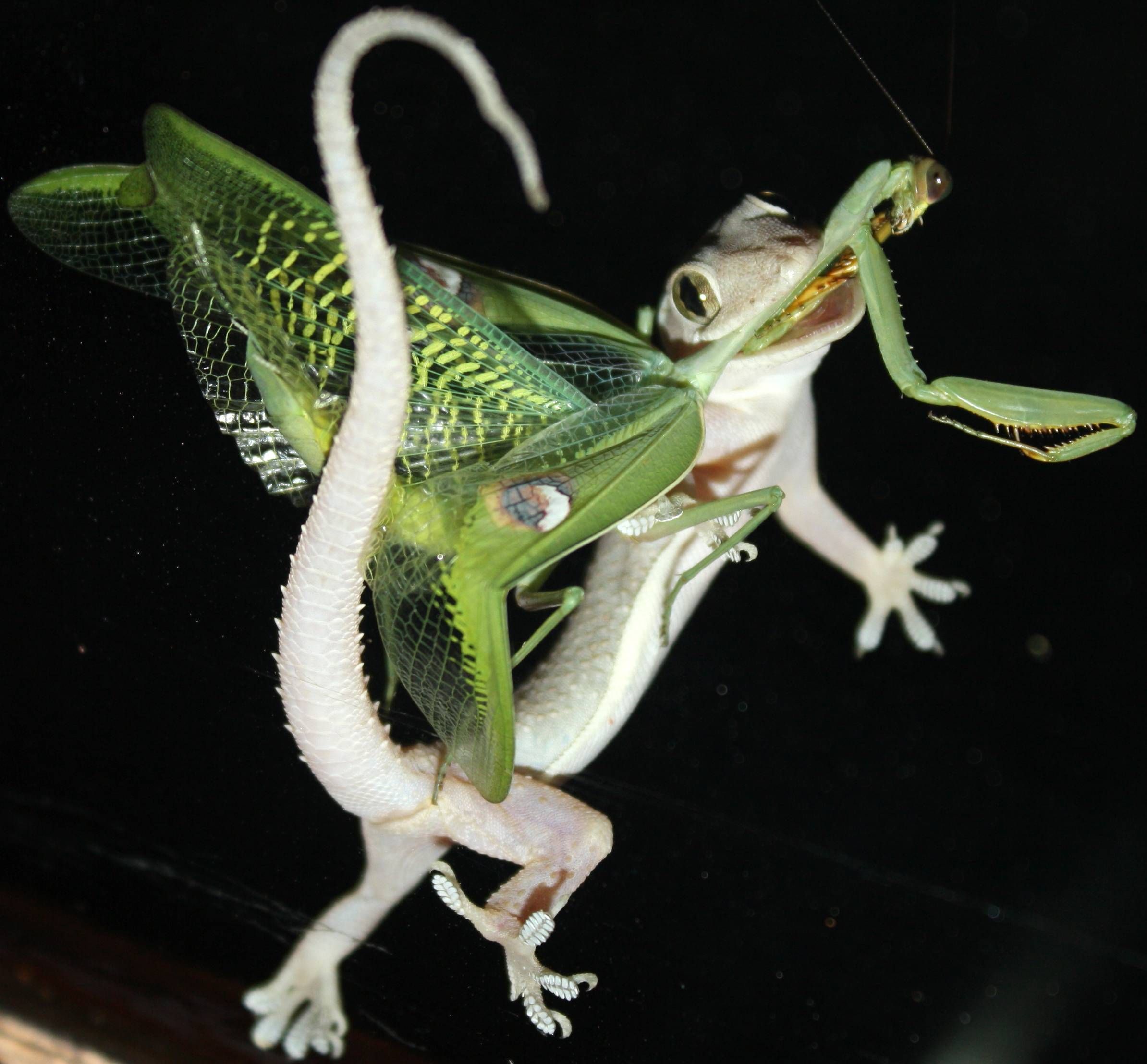 Detail Praying Mantis Vs Lizard Nomer 14