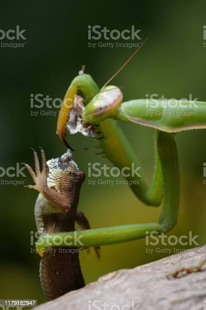 Detail Praying Mantis Vs Lizard Nomer 15
