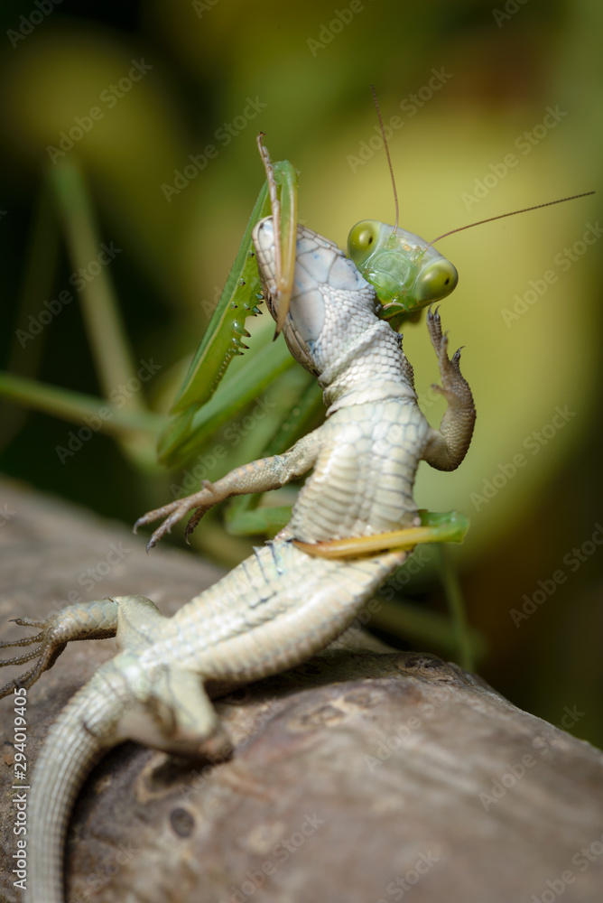 Detail Praying Mantis Vs Lizard Nomer 16