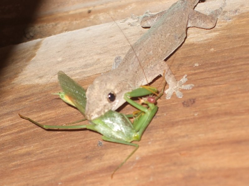 Detail Praying Mantis Vs Lizard Nomer 17
