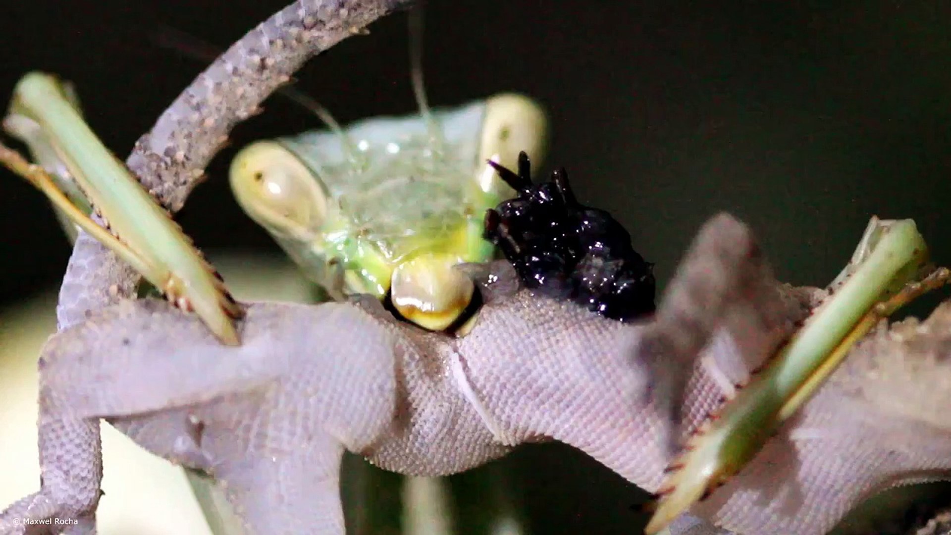 Detail Praying Mantis Vs Lizard Nomer 18