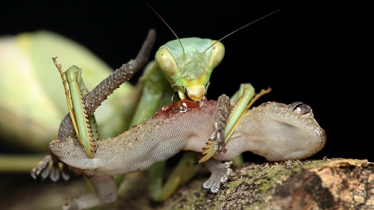 Detail Praying Mantis Vs Lizard Nomer 19