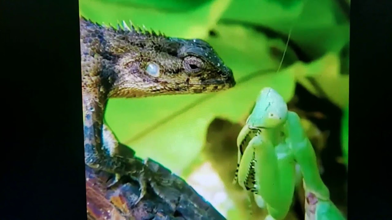 Detail Praying Mantis Vs Lizard Nomer 3