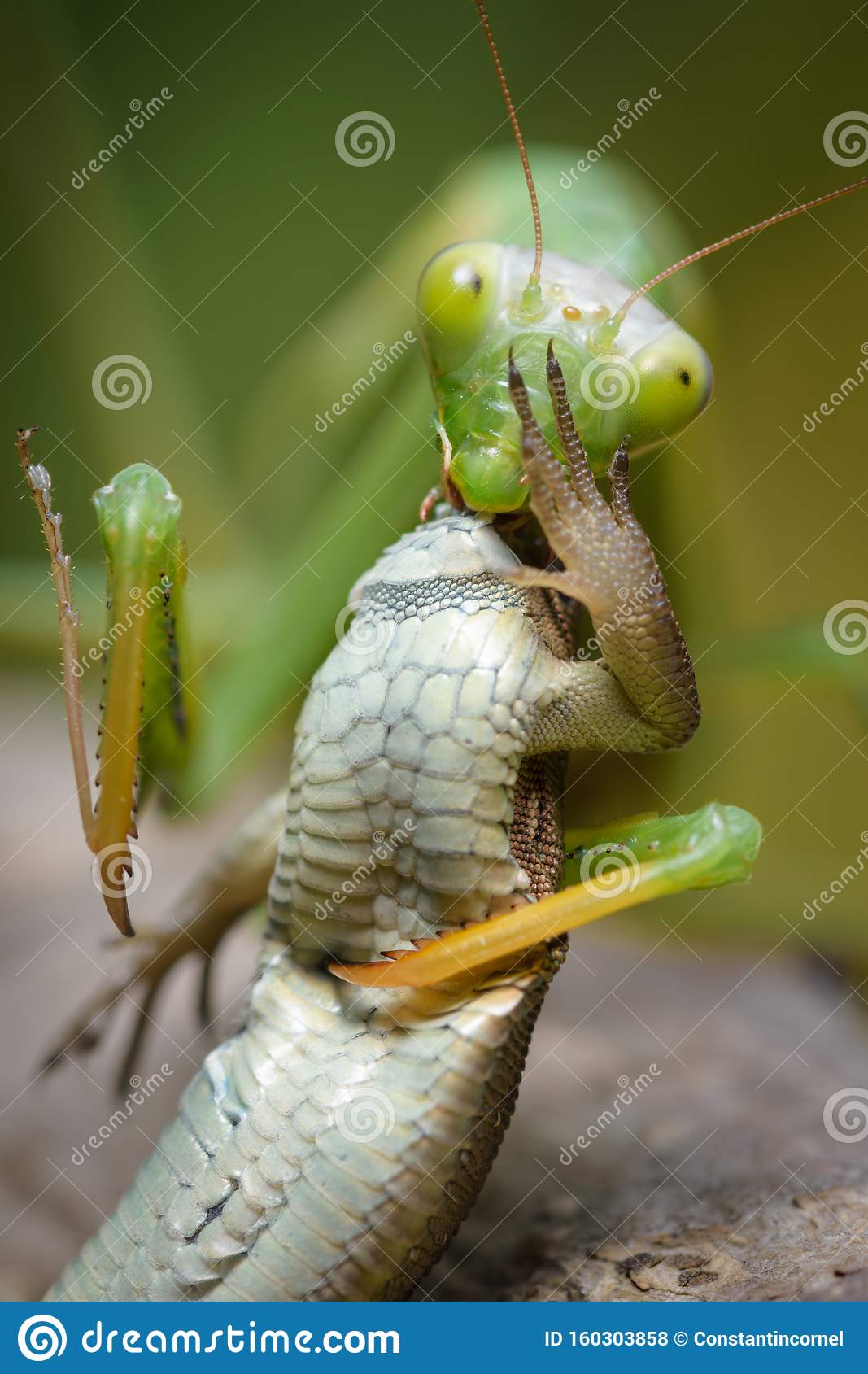 Detail Praying Mantis Vs Lizard Nomer 20