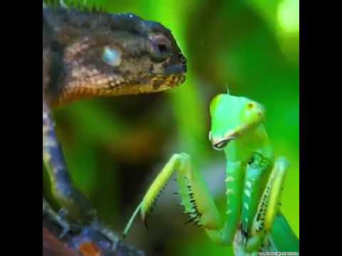 Detail Praying Mantis Vs Lizard Nomer 21