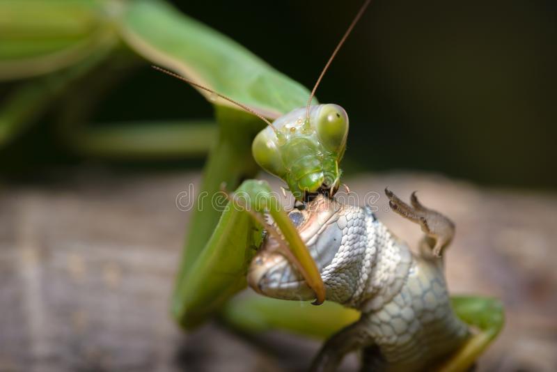 Detail Praying Mantis Vs Lizard Nomer 22