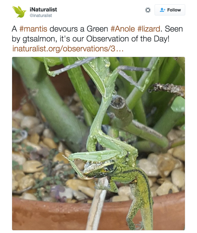 Detail Praying Mantis Vs Lizard Nomer 24