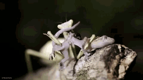 Detail Praying Mantis Vs Lizard Nomer 25