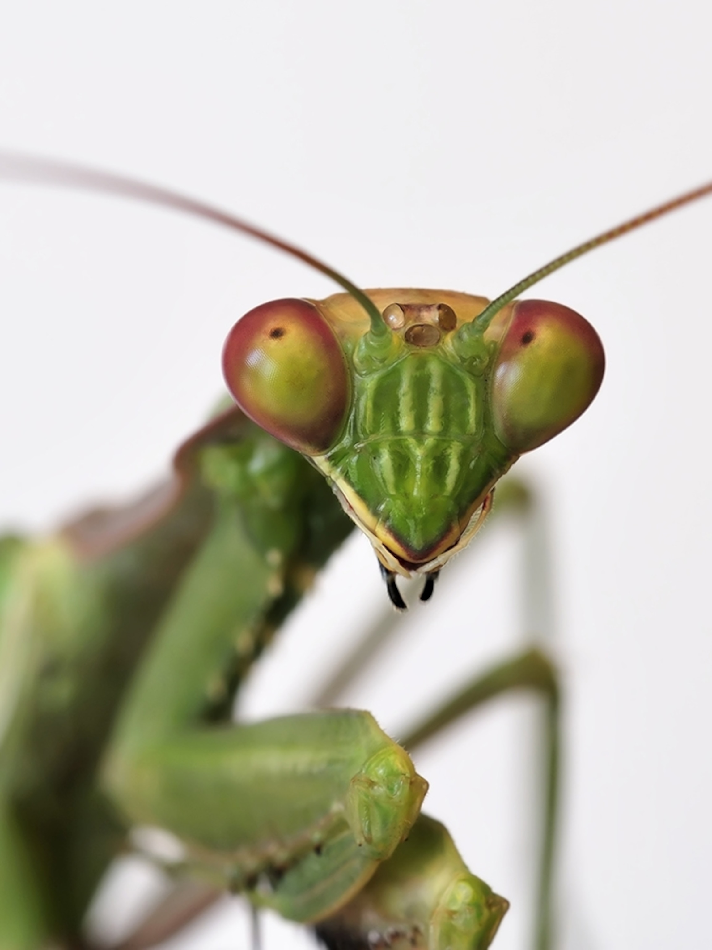 Detail Praying Mantis Vs Lizard Nomer 26