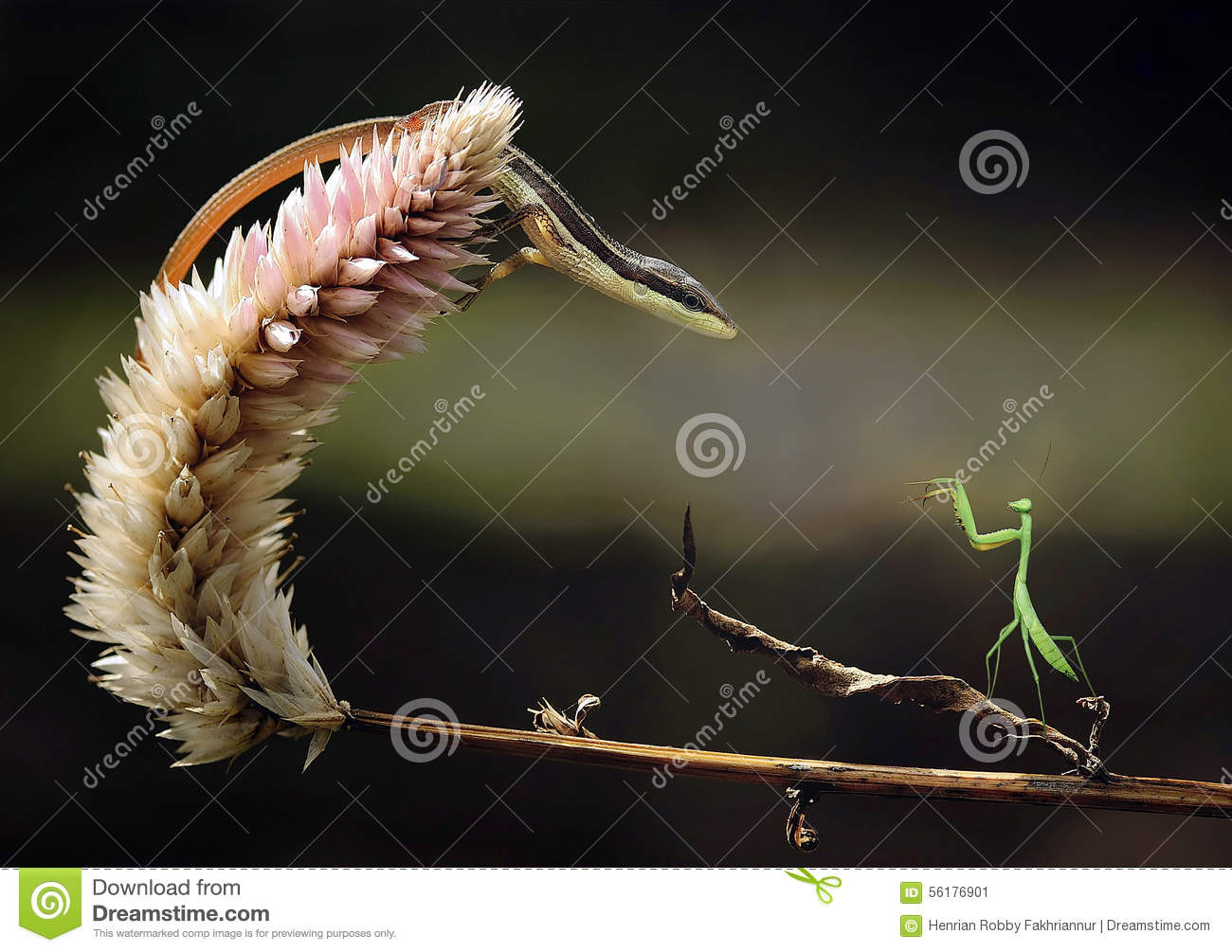 Detail Praying Mantis Vs Lizard Nomer 27