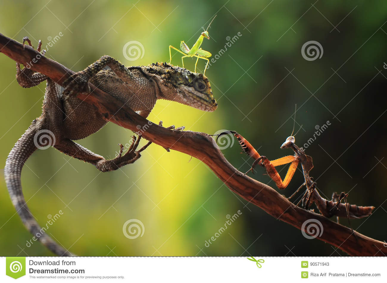 Detail Praying Mantis Vs Lizard Nomer 28